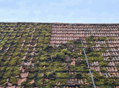 Clean Roof Moss